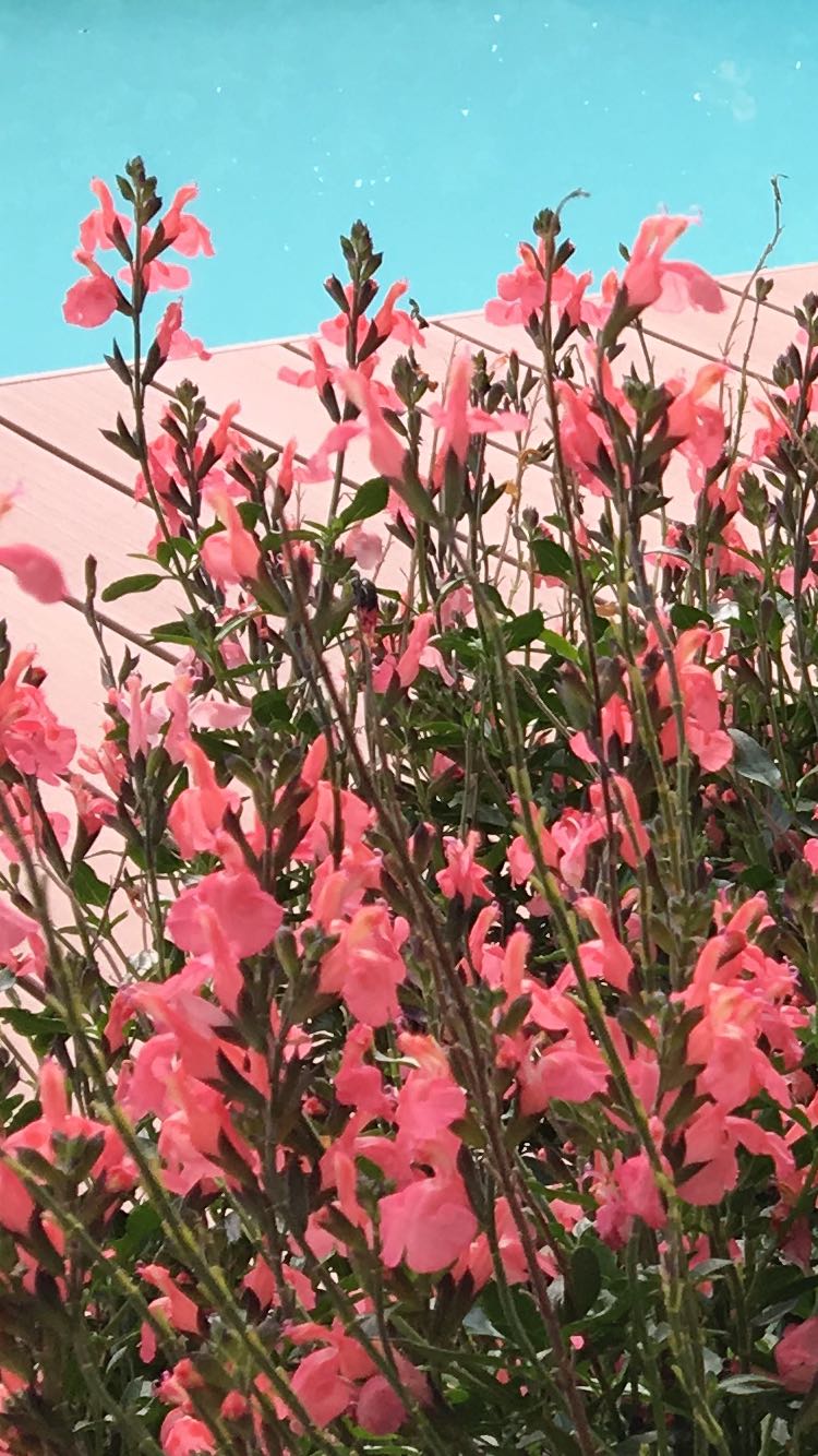 SALVIA ORNAMENTALE